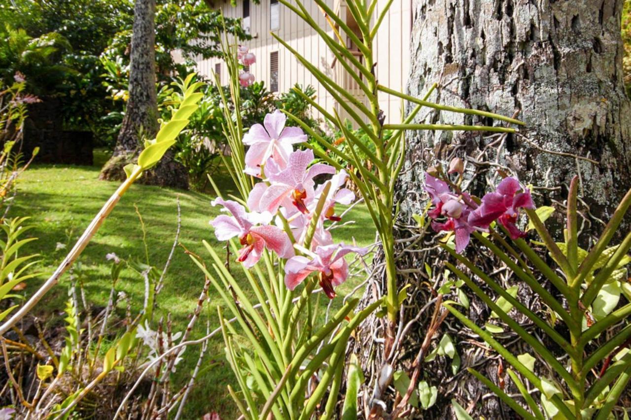 Waikomo Streams 202 Kipu ภายนอก รูปภาพ